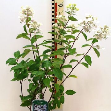 Hydrangea paniculata 'Unique'