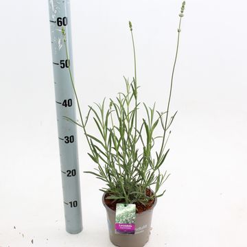 Lavandula angustifolia 'Alba'