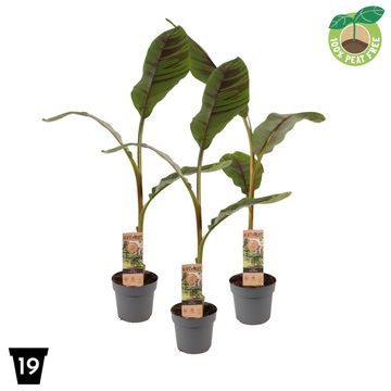 Musa sikkimensis 'Ever Red'