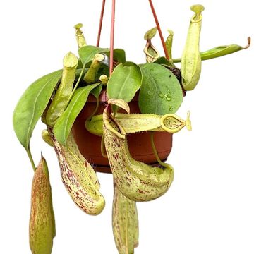 Nepenthes 'Mojito'