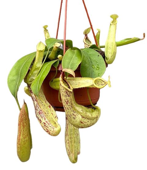 Nepenthes 'Mojito'