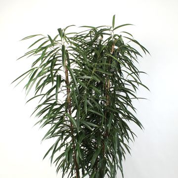 Ficus binnendijkii 'Alii'