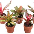 Neoregelia MIX
