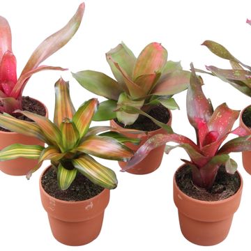 Neoregelia MIX