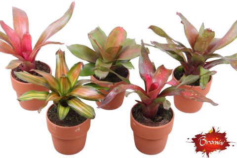 Neoregelia MIX