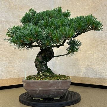 Pinus parviflora