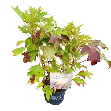 Hydrangea quercifolia 'Burgundy'