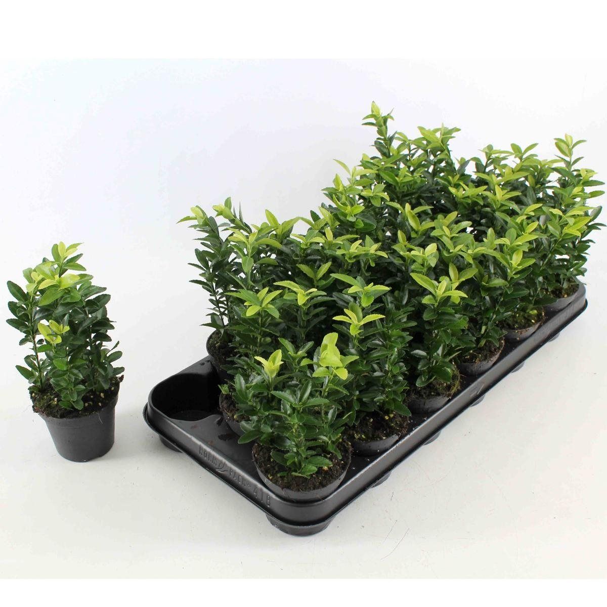 Euonymus japonicus 'Francien' — Hurtownia roślin FlorAccess