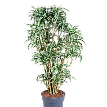 Dracaena fragrans 'Jade Jewel'