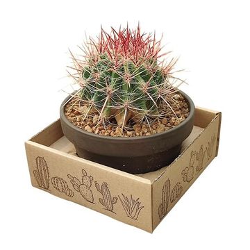 Ferocactus stainesii pilosus