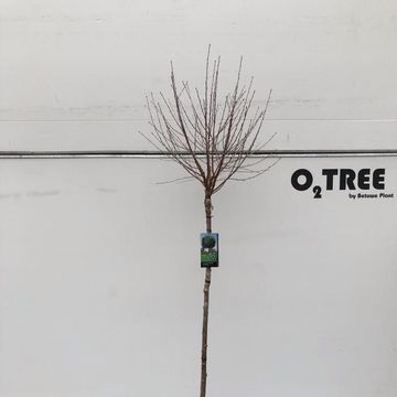 Prunus x eminens 'Umbraculifera'