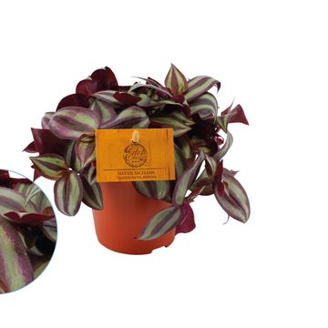 Tradescantia zebrina