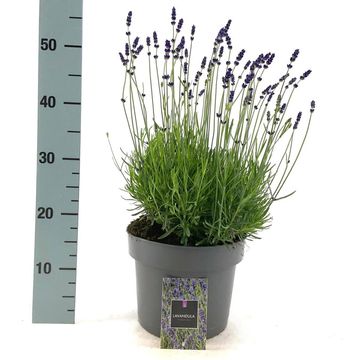 Lavandula angustifolia 'Hidcote'