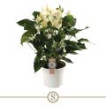 Anthurium WHITE CHAMPION