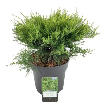 Juniperus x pfitzeriana 'Old Gold'