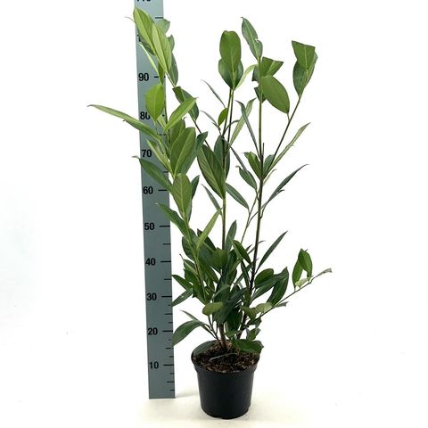 Prunus laurocerasus 'Caucasica'