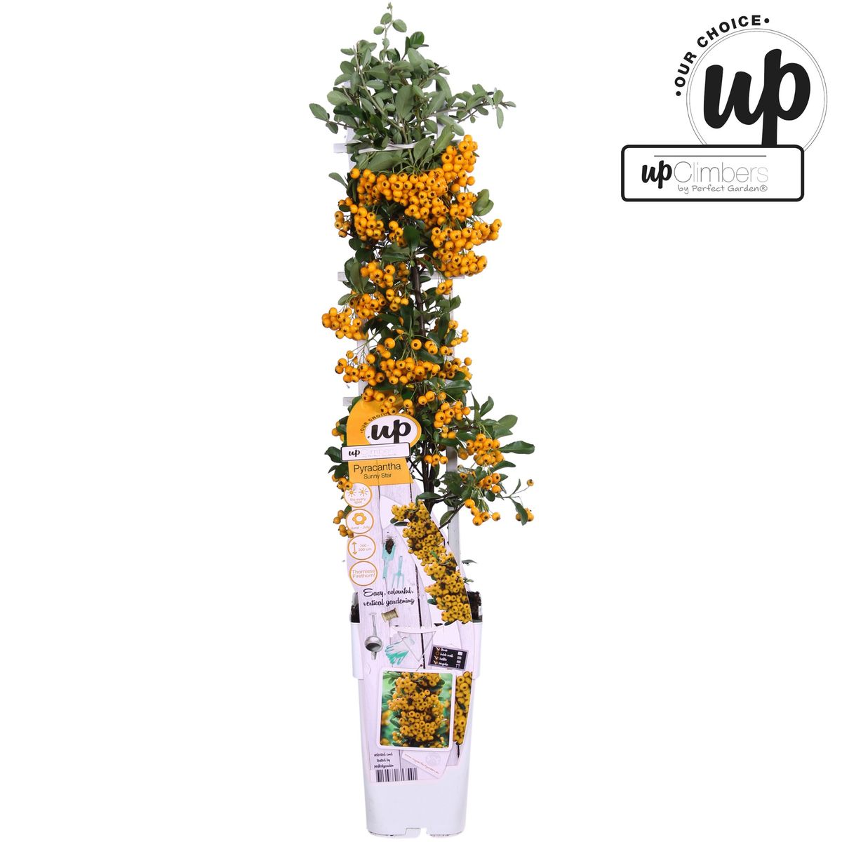 Pyracantha coccinea 'Sunny Star' — Plant Wholesale FlorAccess