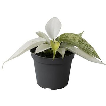 Philodendron FLORIDA GHOST