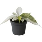 Philodendron FLORIDA GHOST