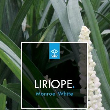 Liriope muscari 'Monroe White'