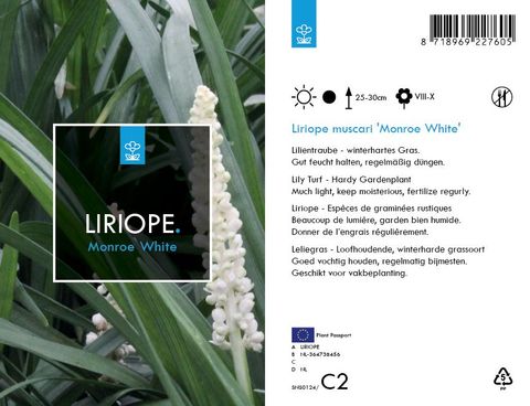 Liriope muscari 'Monroe White'