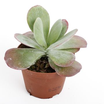 Kalanchoe thyrsiflora