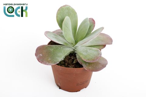 Kalanchoe thyrsiflora