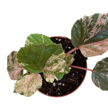 Begonia cucullata 'Variegata'