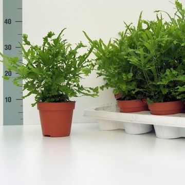 Pteris cretica 'Roeweri'