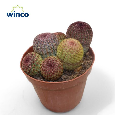 Echinocereus pectinatus rubrispinus