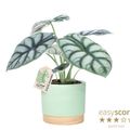 Alocasia 'Silver Dragon'