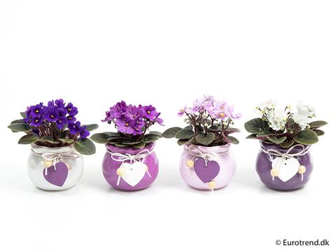 Saintpaulia ionantha MIX