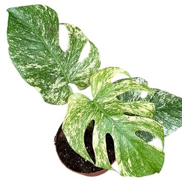 Monstera deliciosa 'White Monster'