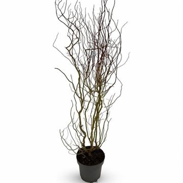 Salix 'Erythroflexuosa'