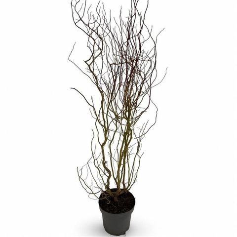 Salix 'Erythroflexuosa'