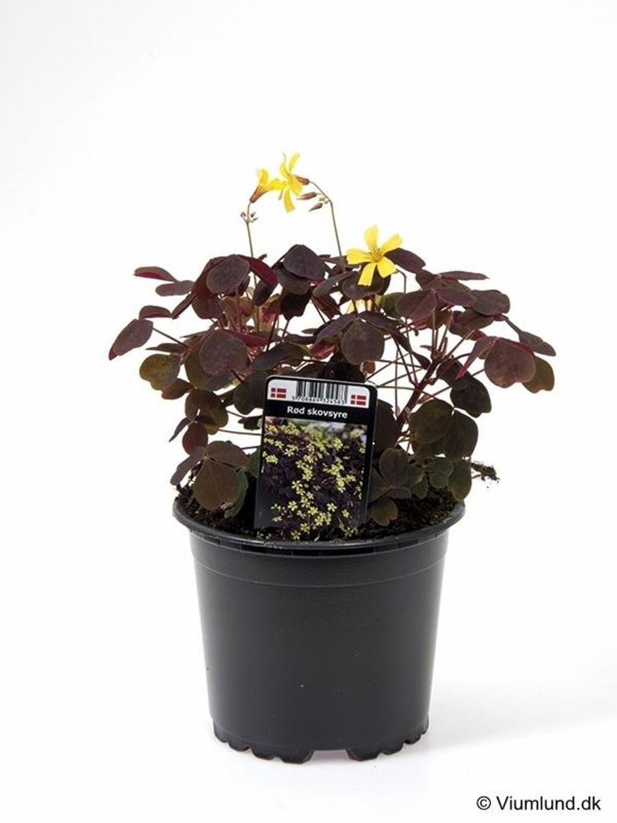 Oxalis vulcanicola — Plant Wholesale FlorAccess