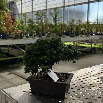 Chamaecyparis obtusa