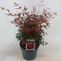 Nandina domestica OBSESSED