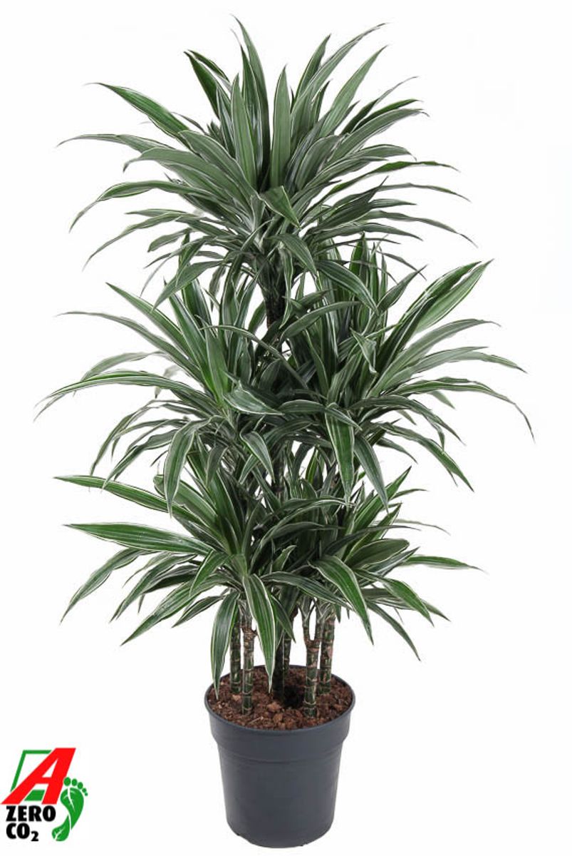pothos efeutute Epipremnum pinnatum (Efeutute) (S) kaufen