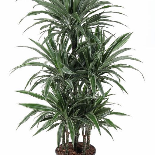 Dracaena fragrans 'Warneckei'