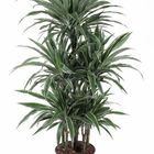 Dracaena fragrans 'Warneckei'