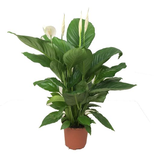 Spathiphyllum Alfetta P17 Cm H55 75 Cm Plant Wholesale Floraccess