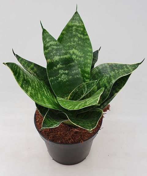 Sansevieria 'Misty Star'