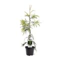 Cryptomeria japonica 'Kyara Gold'