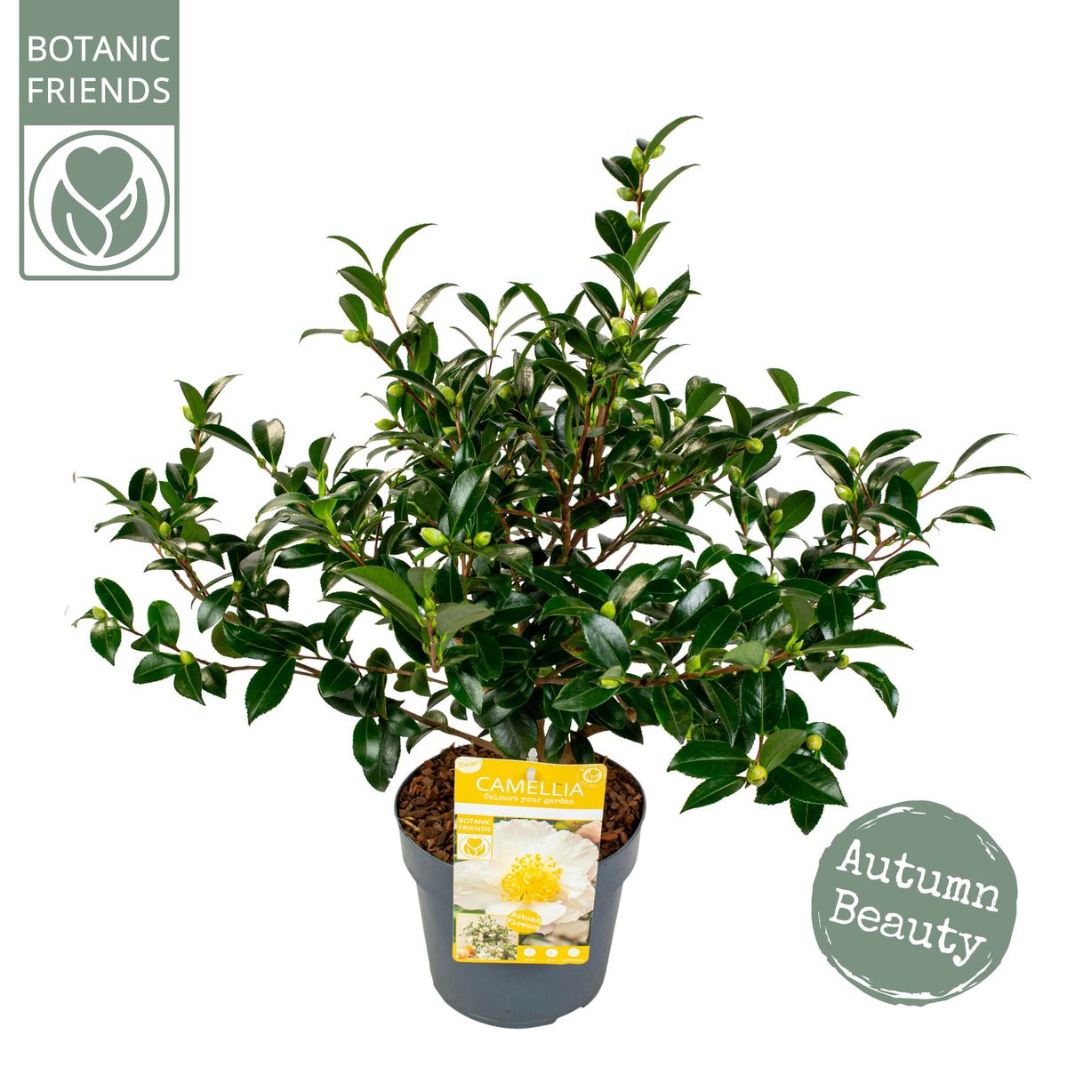 Camellia sasanqua 'White Premium' — Plant Wholesale FlorAccess