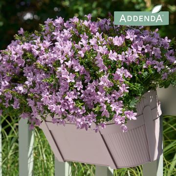 Campanula AMBELLA PINK