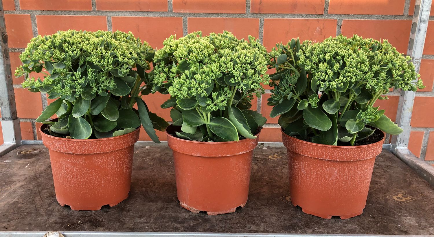 Sedum 'Herbstfreude' — Plant Wholesale FlorAccess