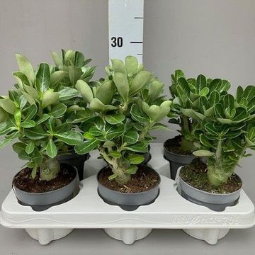 Adenium obesum