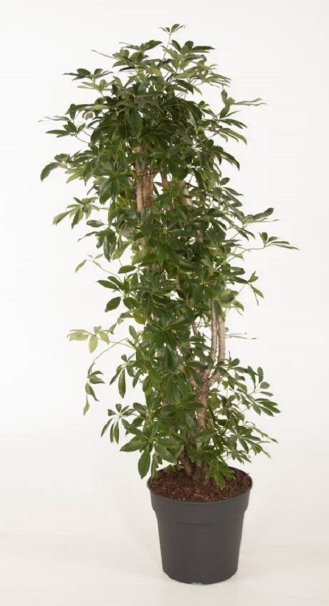 Schefflera arboricola 'Compacta' — Plant Wholesale FlorAccess