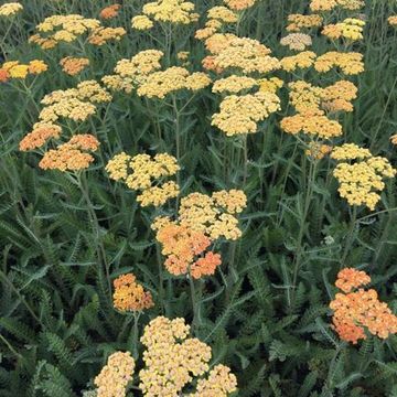 Achillea 'Terracotta'